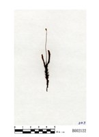 藏品(疣小金髮苔)的圖片